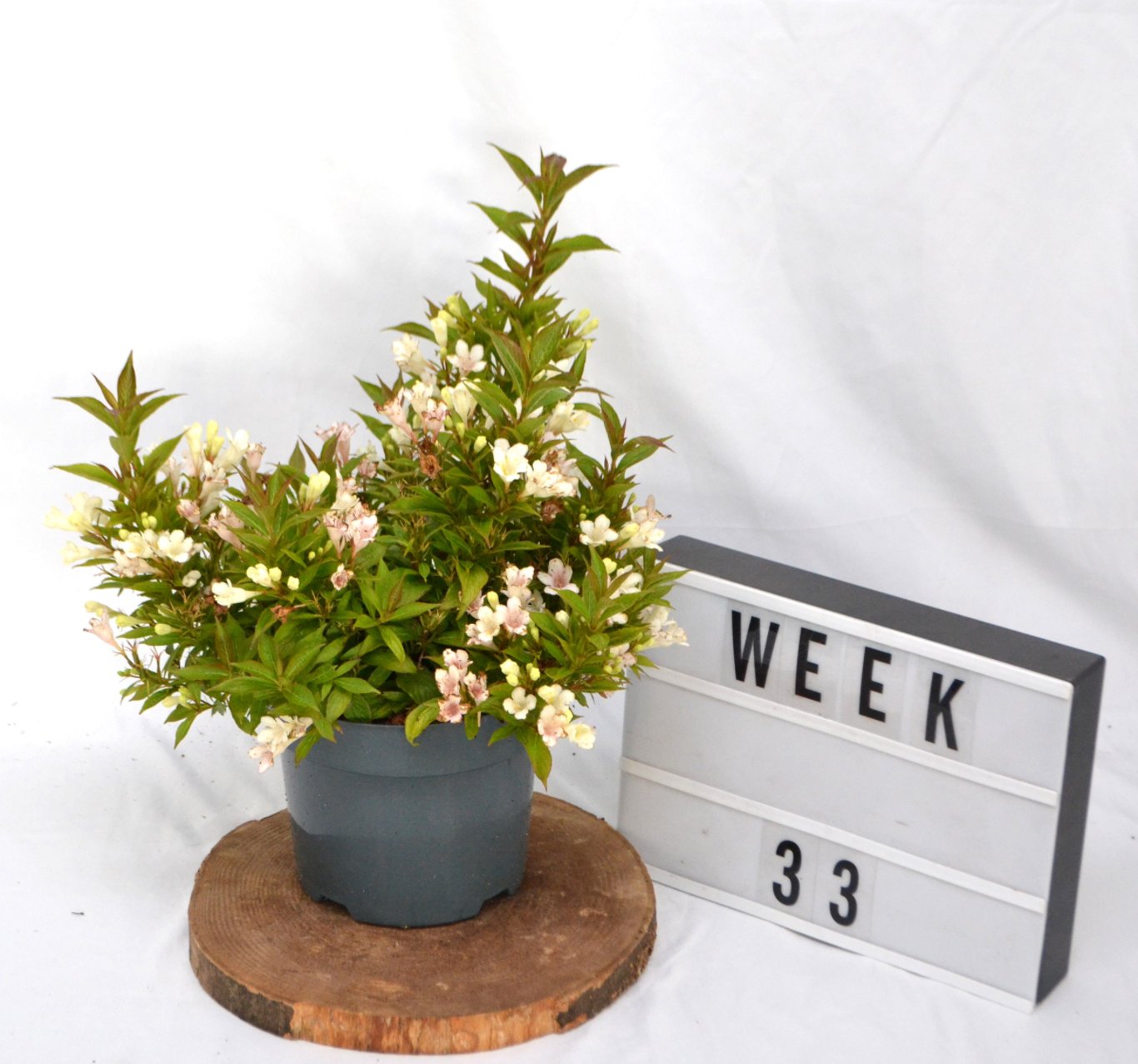 Weigela Picobella Bianco - C3 20-40 CM